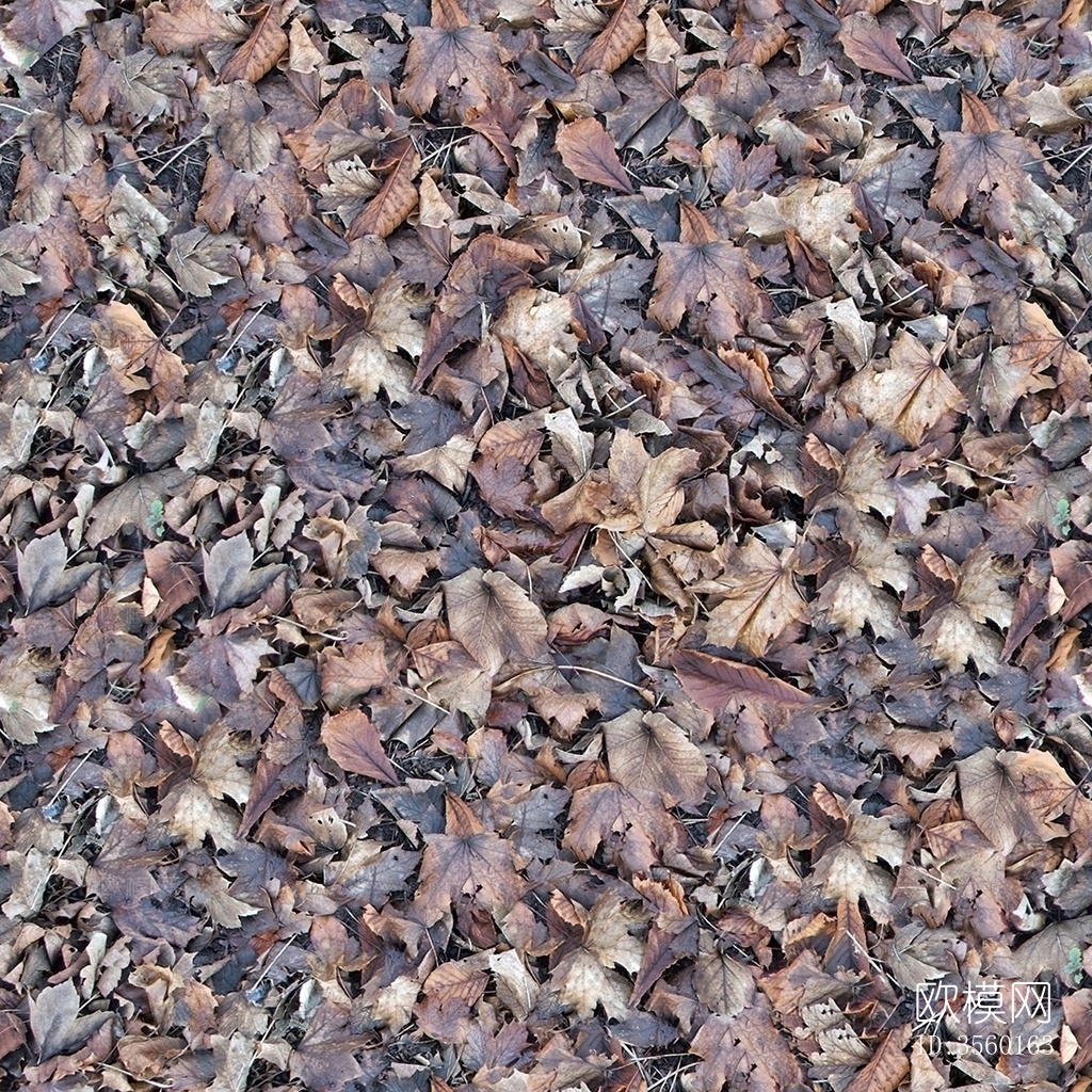 无缝枯黄枯枝落叶树叶草皮草地草坪道路地面下载