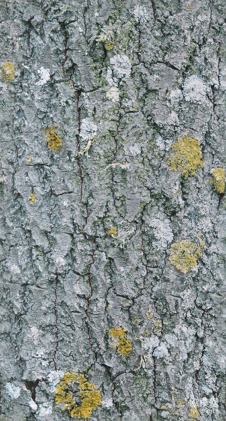 无缝开裂干枯树皮纹理下载