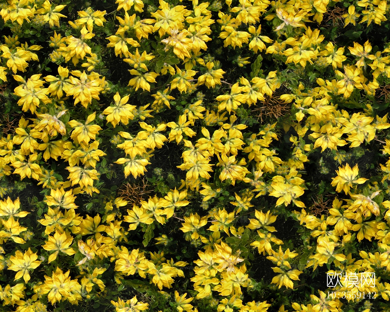 无缝园林庭院景观花园田野黄色花卉鲜花绿植草坪草地草皮地面墙面下载