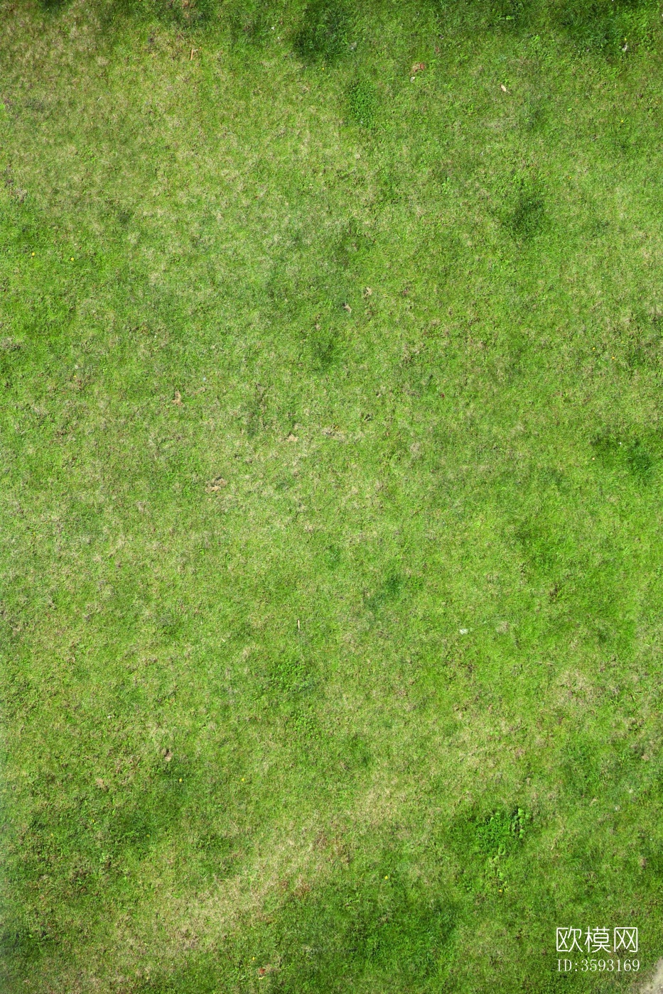草地草坪草皮灌木绿植地面下载