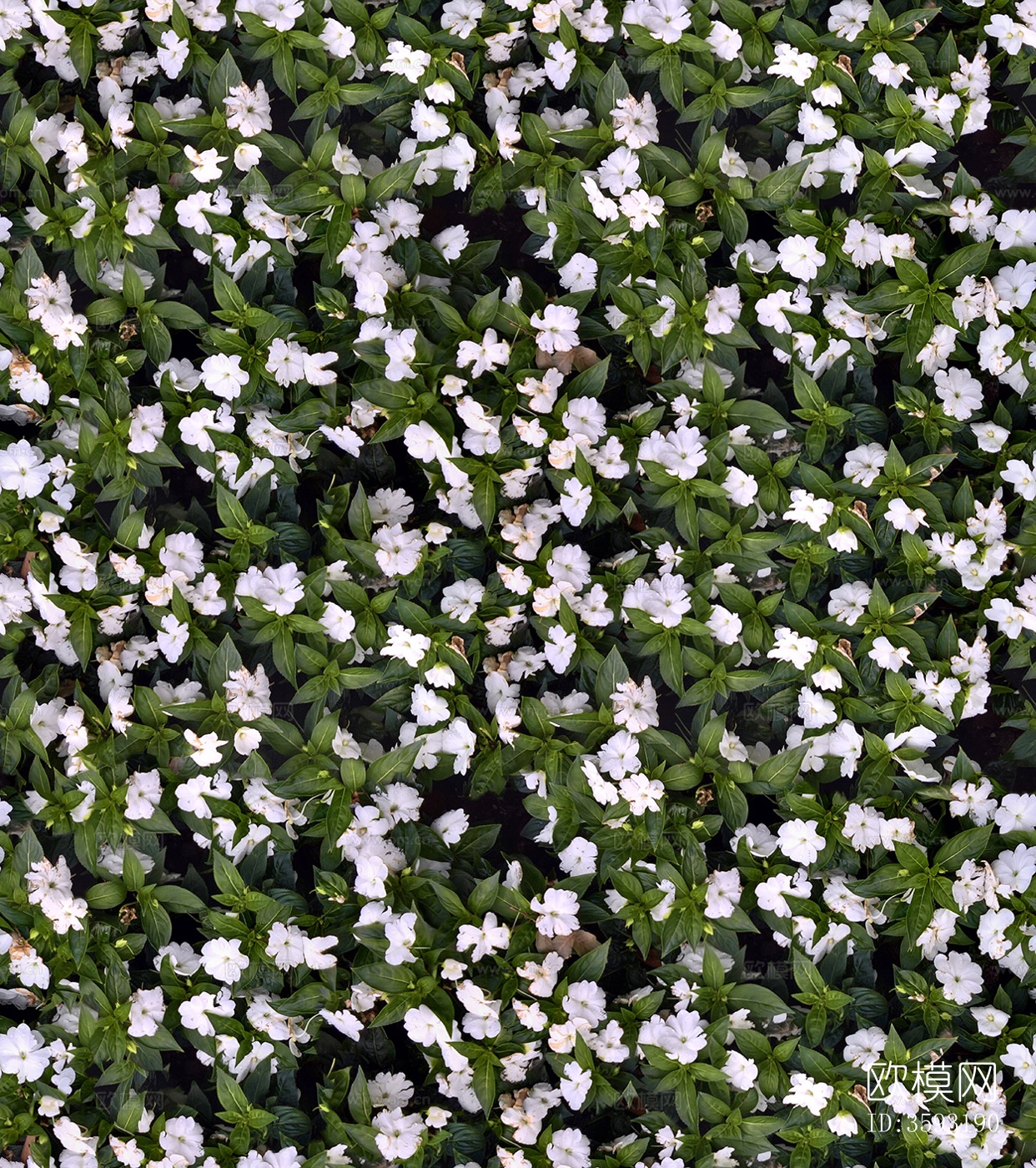白色灌木花丛植被草地下载