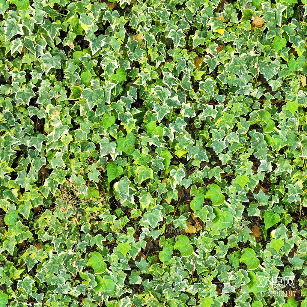 草皮植物草丛灌木绿植地面下载