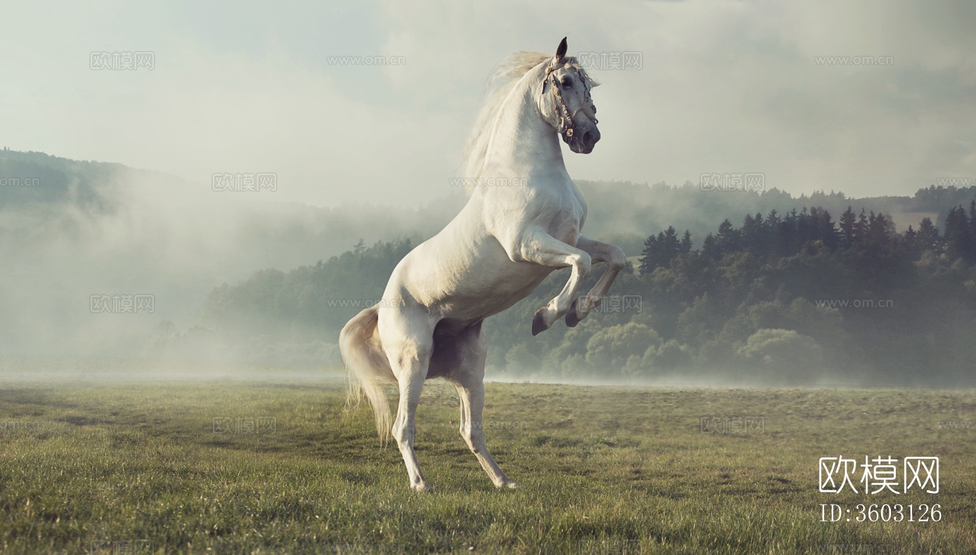 骏马 马驹 白马 黑马下载