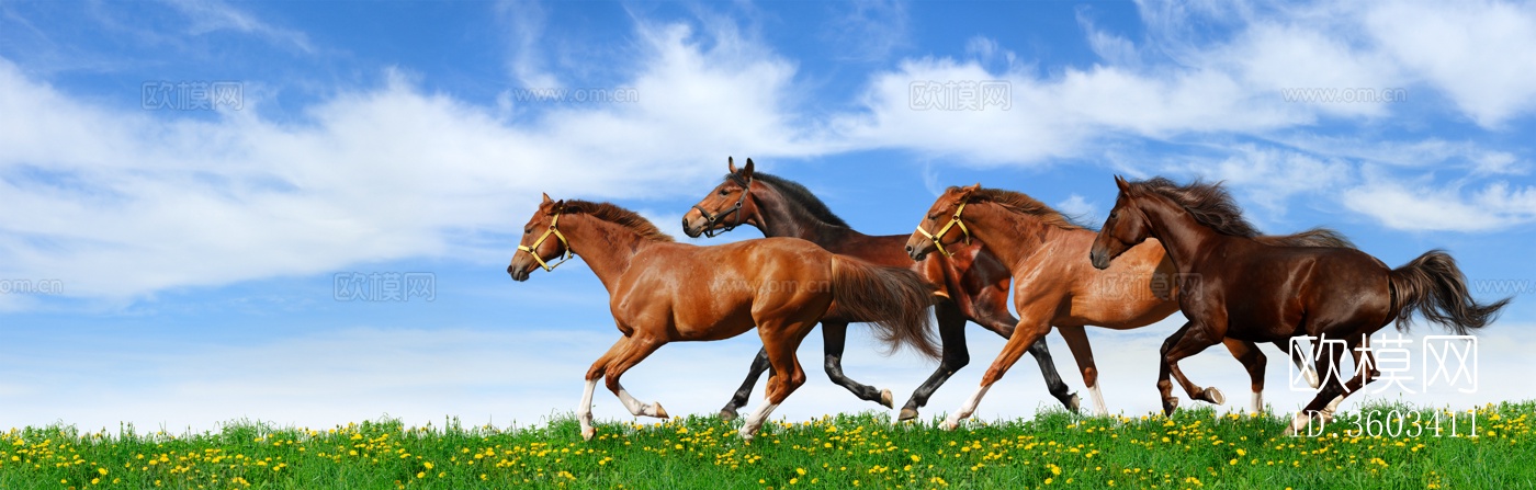 骏马 马驹 白马 黑马下载