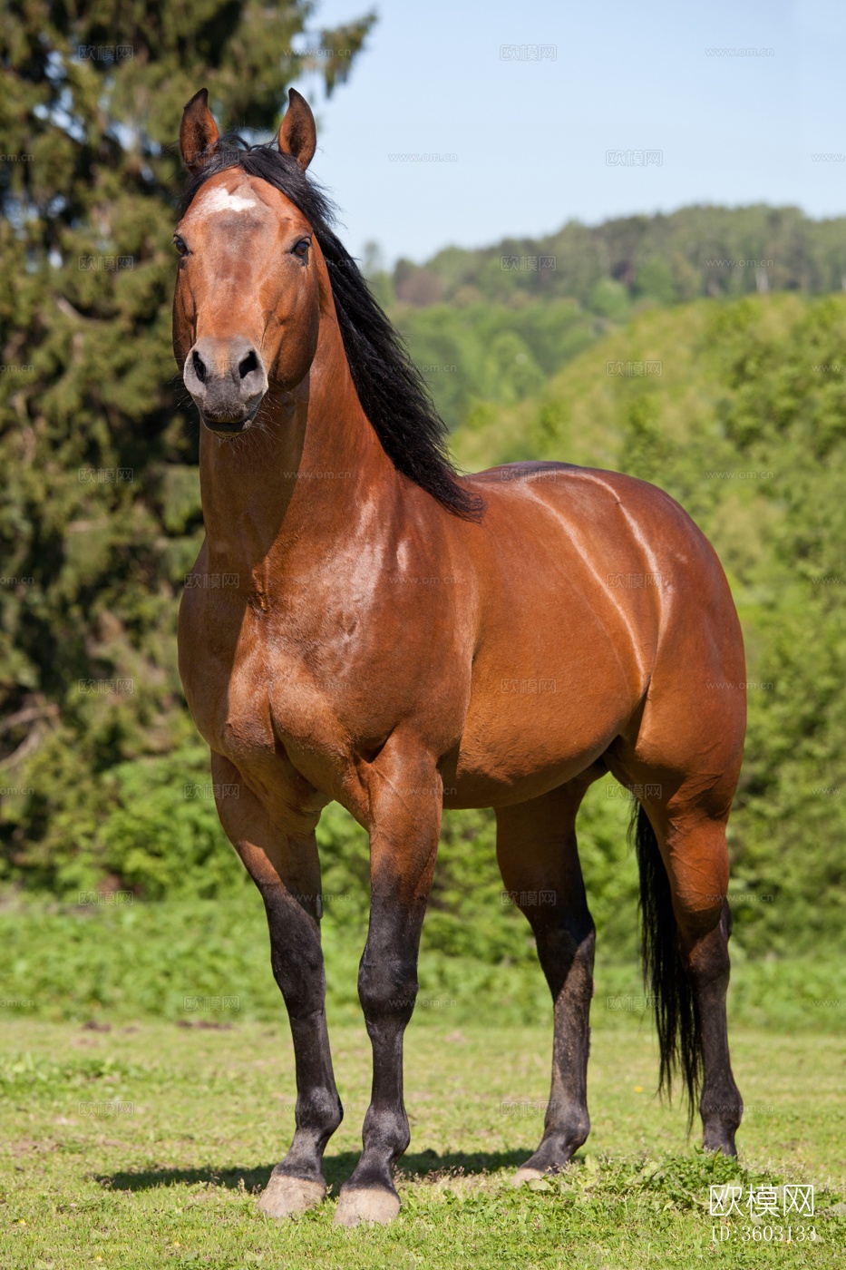 骏马 马驹 白马 黑马下载