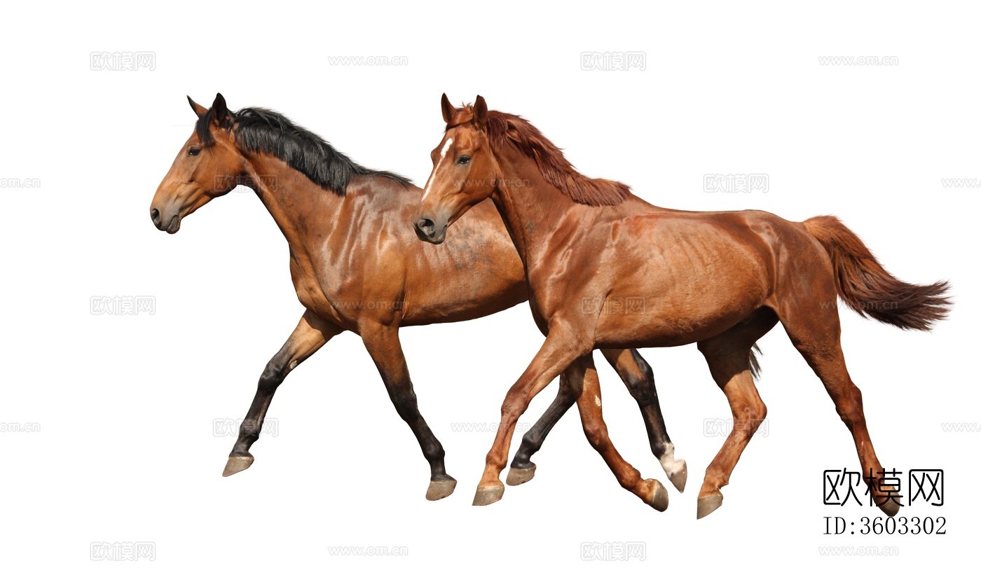 骏马 马驹 白马 黑马下载