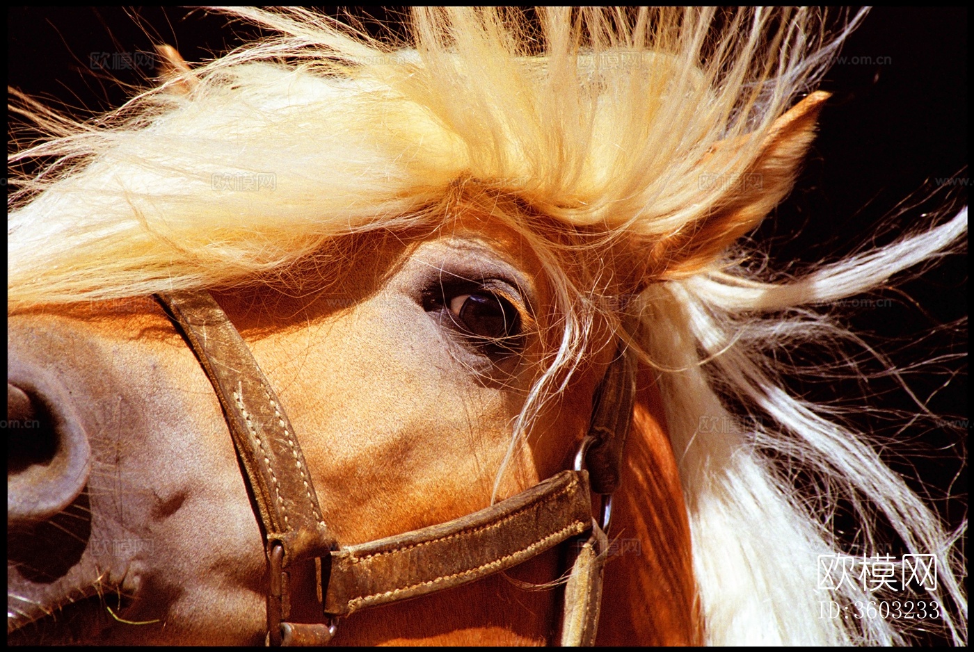 骏马 马驹 白马 黑马下载