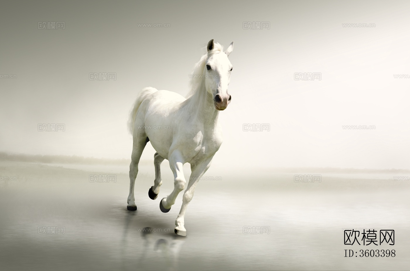 骏马 马驹 白马 黑马下载