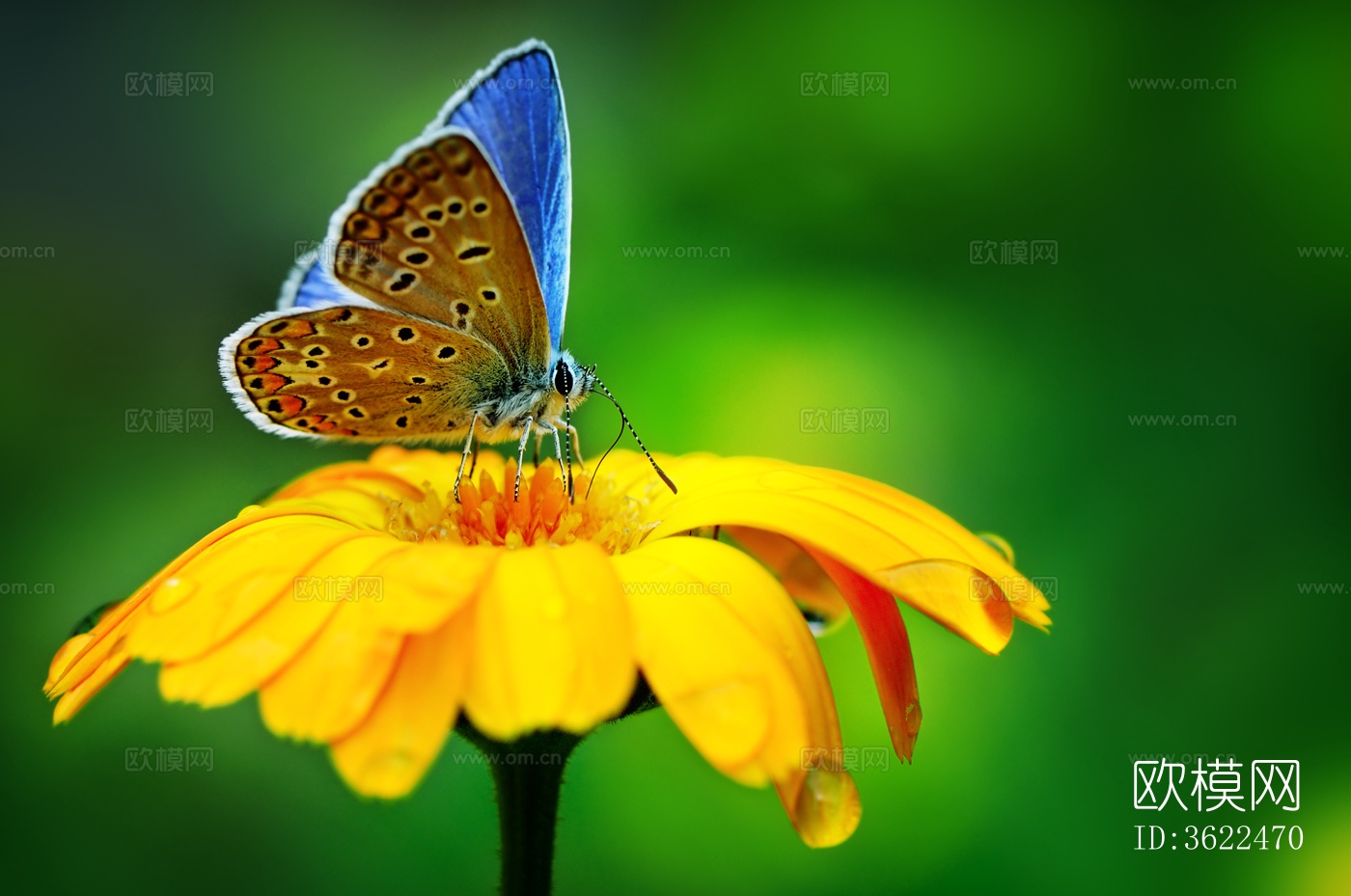 蝴蝶 标本 昆虫标本下载