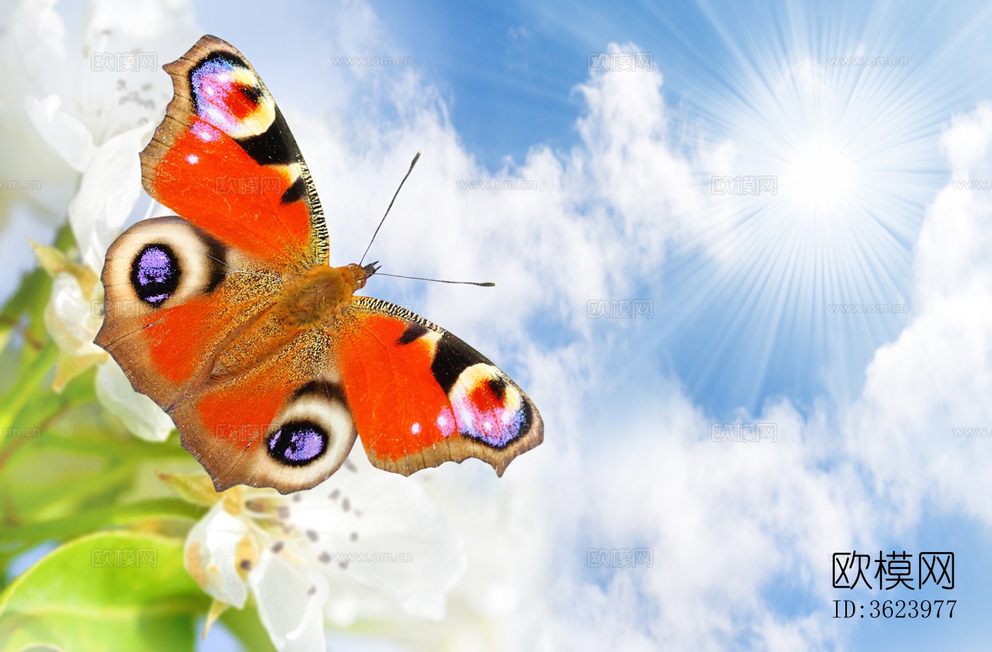 蝴蝶 标本 昆虫标本下载