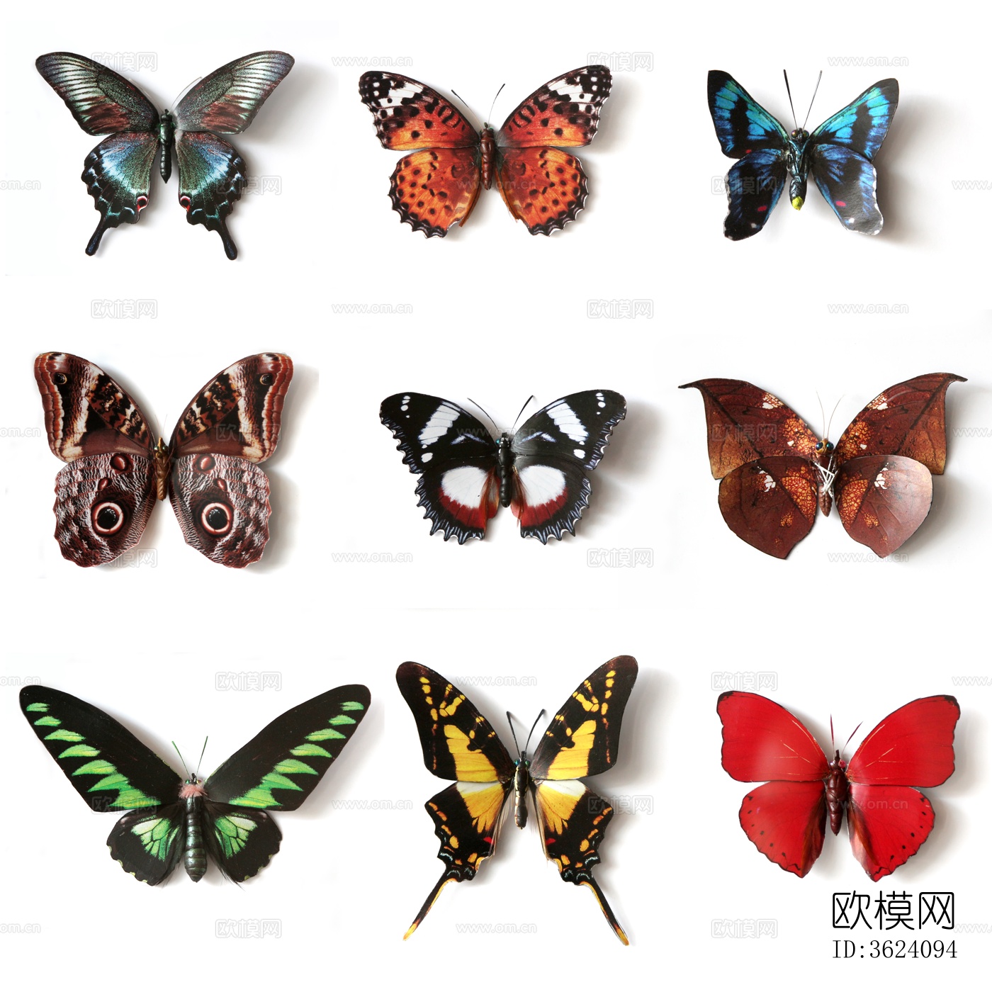 蝴蝶 标本 昆虫标本下载