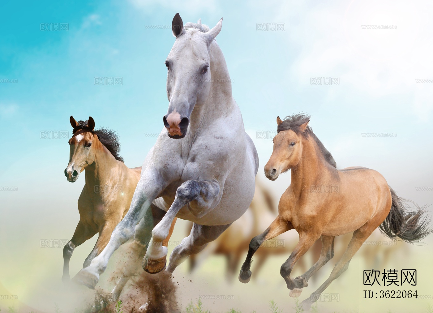 骏马 马驹 白马 黑马下载