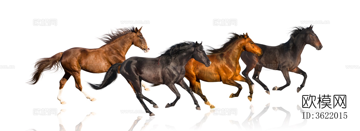 骏马 马驹 白马 黑马下载