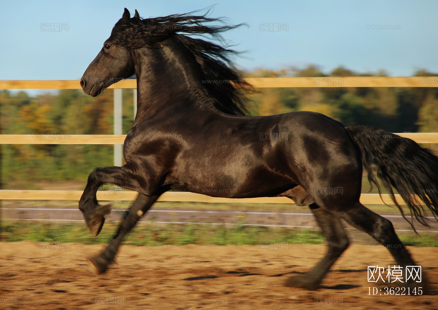 骏马 马驹 白马 黑马下载