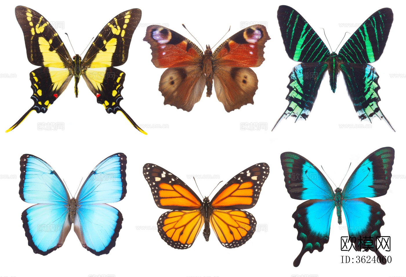 蝴蝶 标本 昆虫标本下载