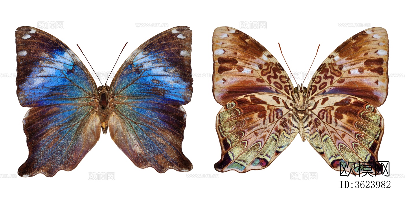 蝴蝶 标本 昆虫标本下载