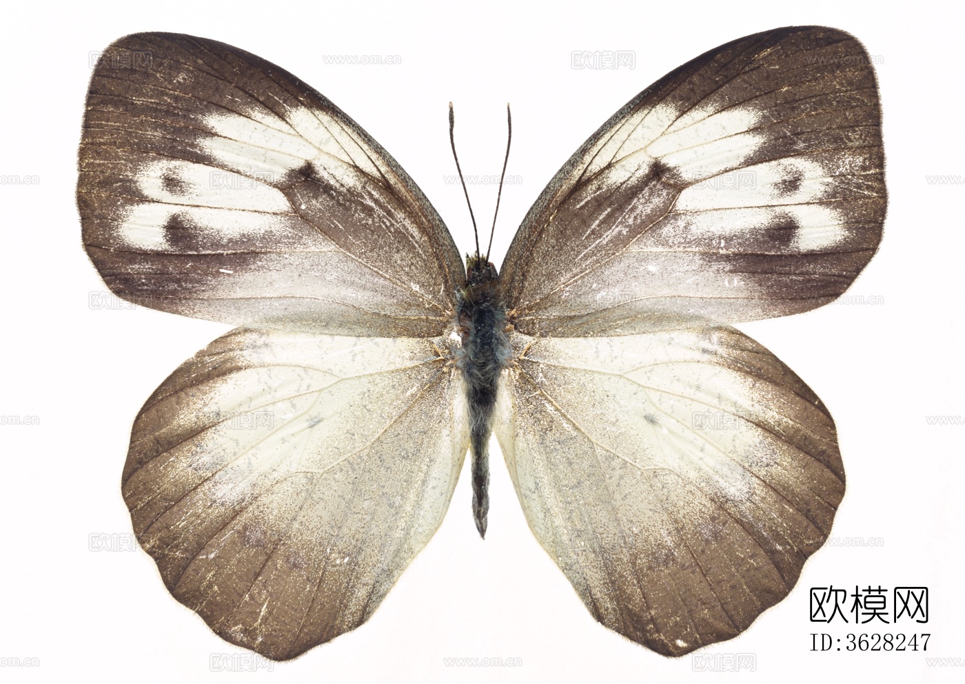 蝴蝶 标本 昆虫标本下载