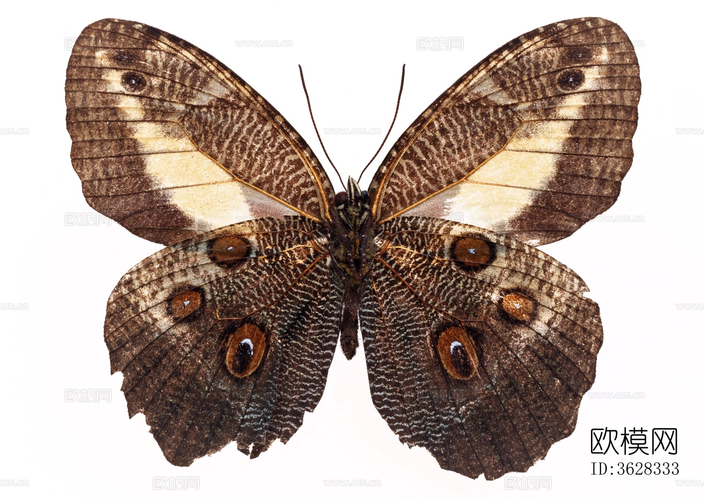 蝴蝶 标本 昆虫标本下载