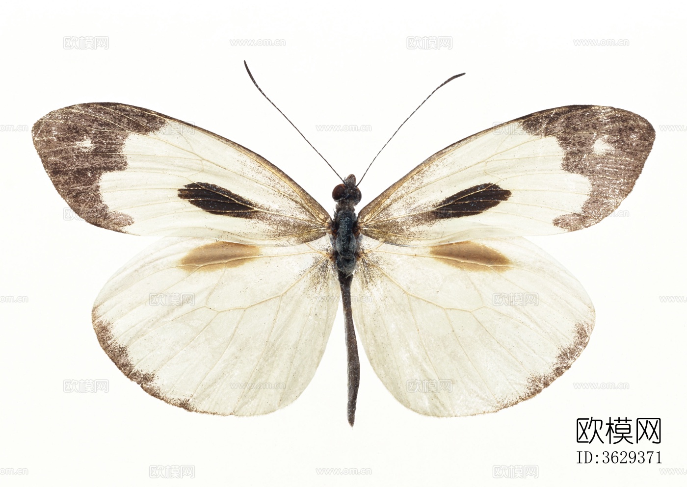 蝴蝶 标本 昆虫标本下载