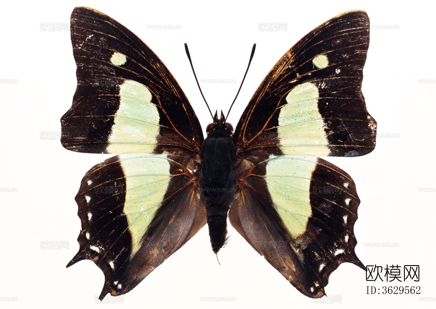 蝴蝶 标本 昆虫标本下载
