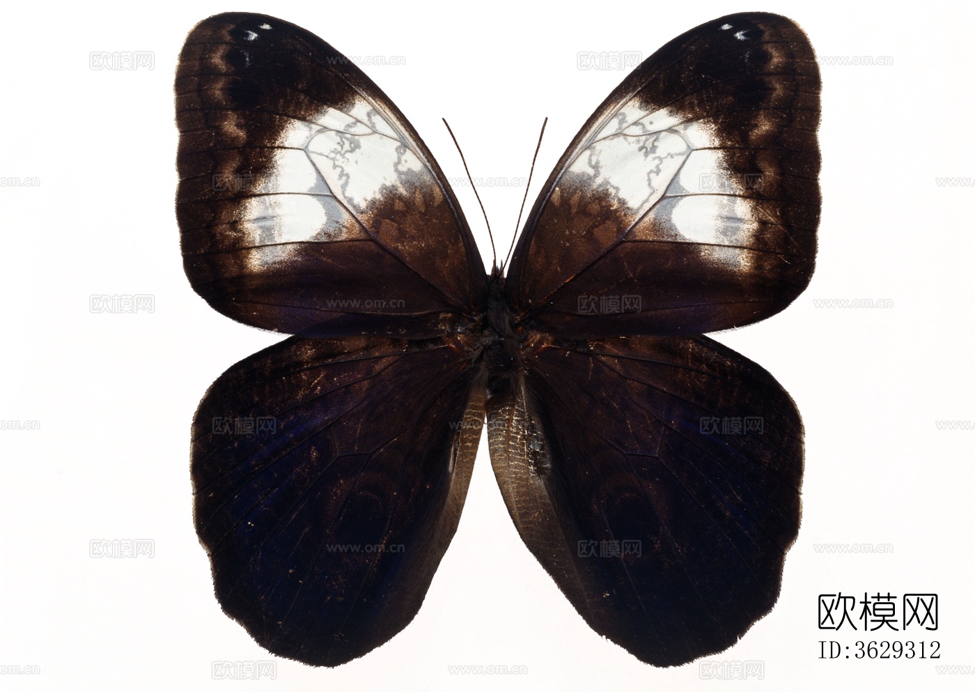 蝴蝶 标本 昆虫标本下载
