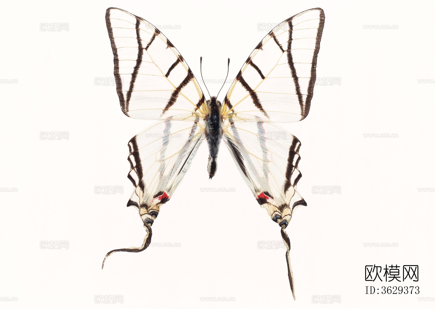 蝴蝶 标本 昆虫标本下载
