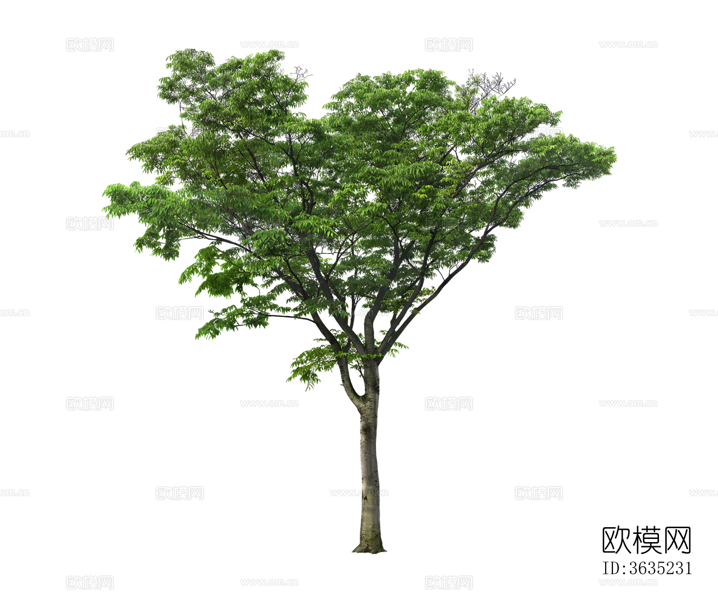 树 景观树 植物 免扣树下载
