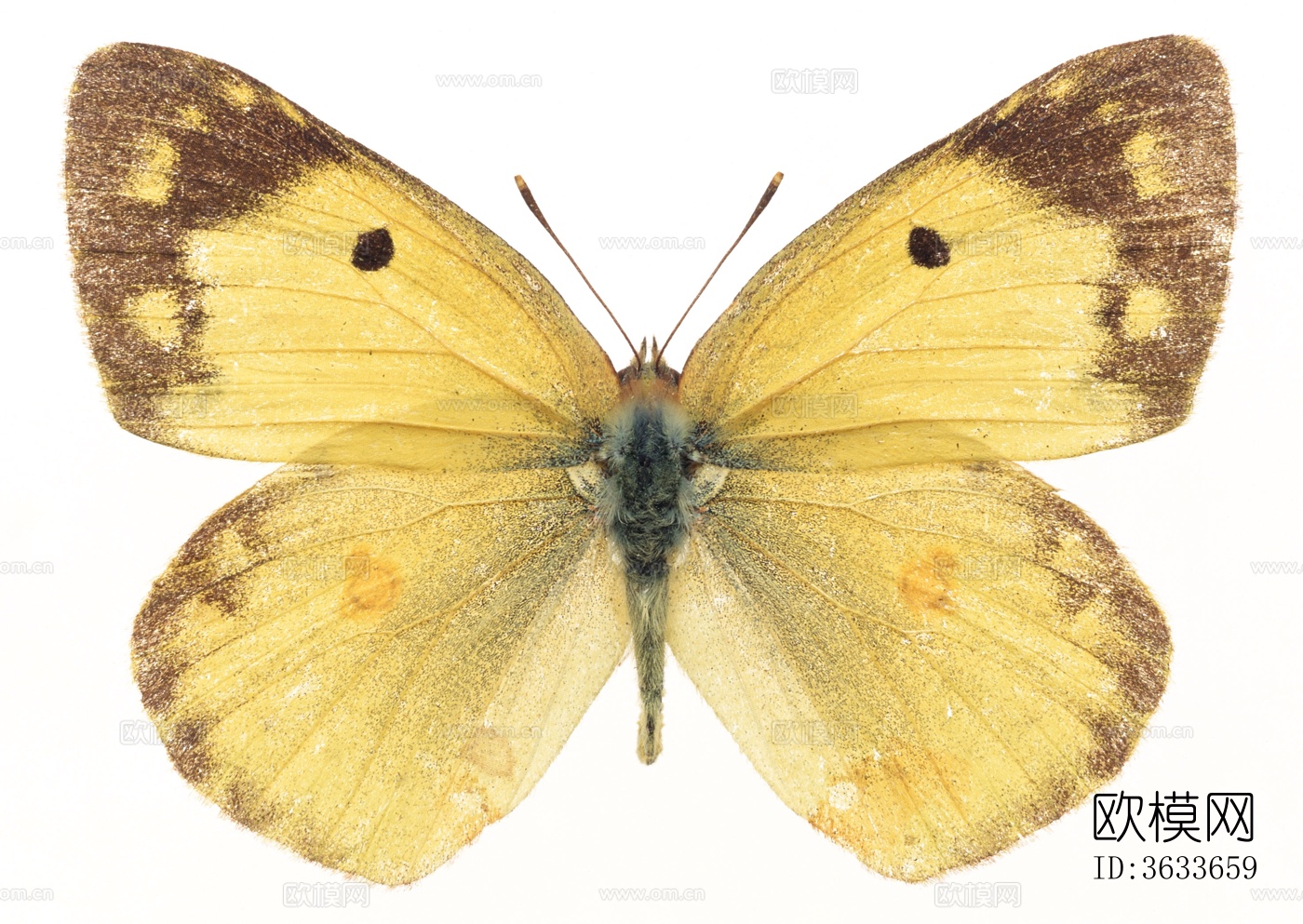 蝴蝶 标本 昆虫标本下载