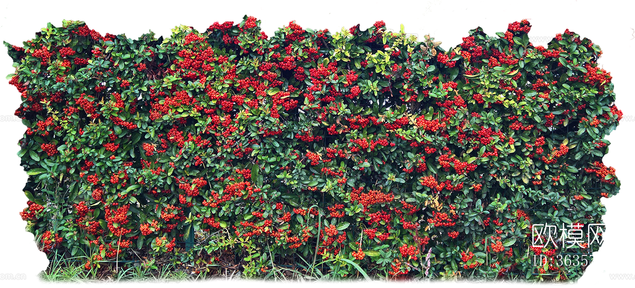 免扣景观灌木植物树篱笆墙面下载