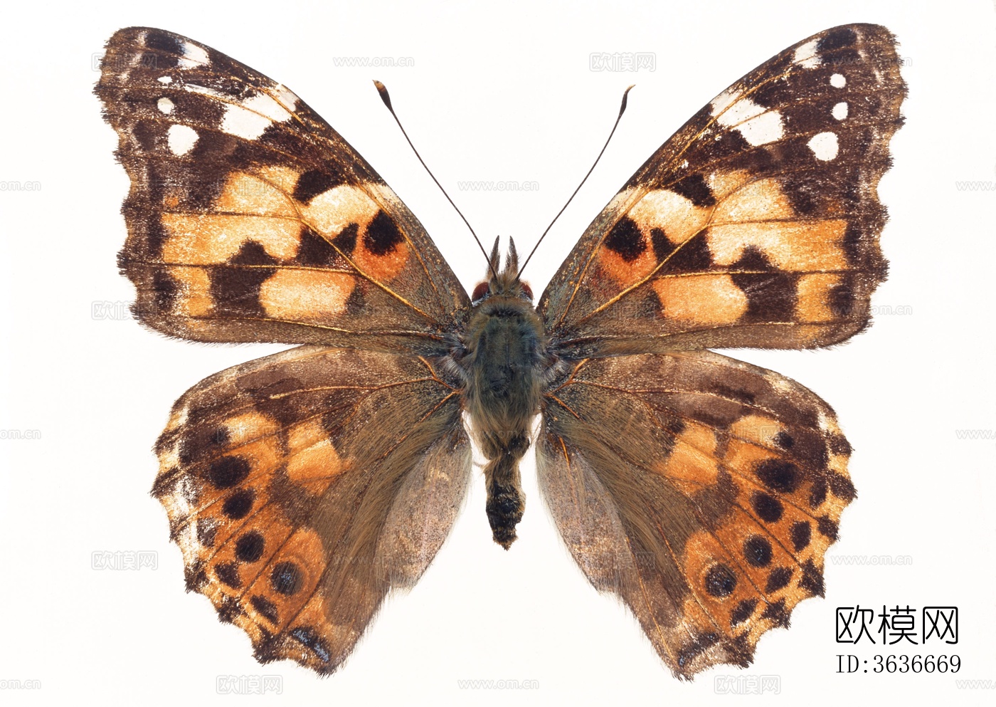 蝴蝶 标本 昆虫标本下载