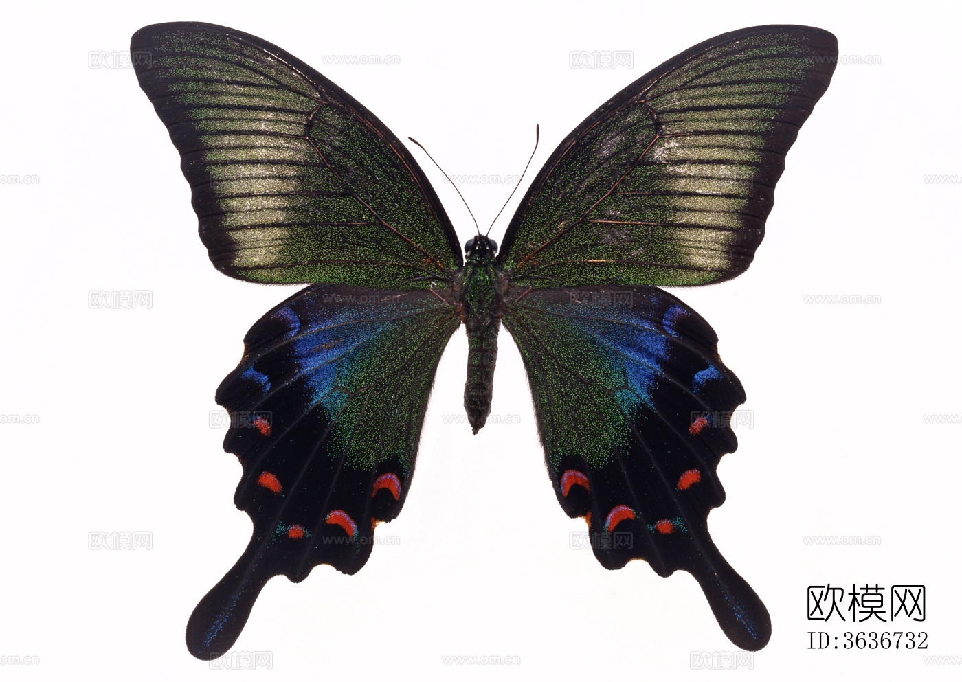 蝴蝶 标本 昆虫标本下载