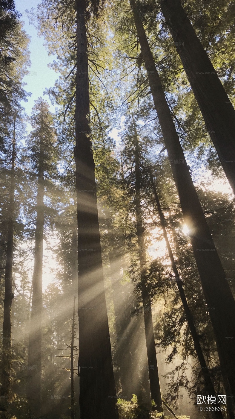 阳光树林投影背景贴图下载