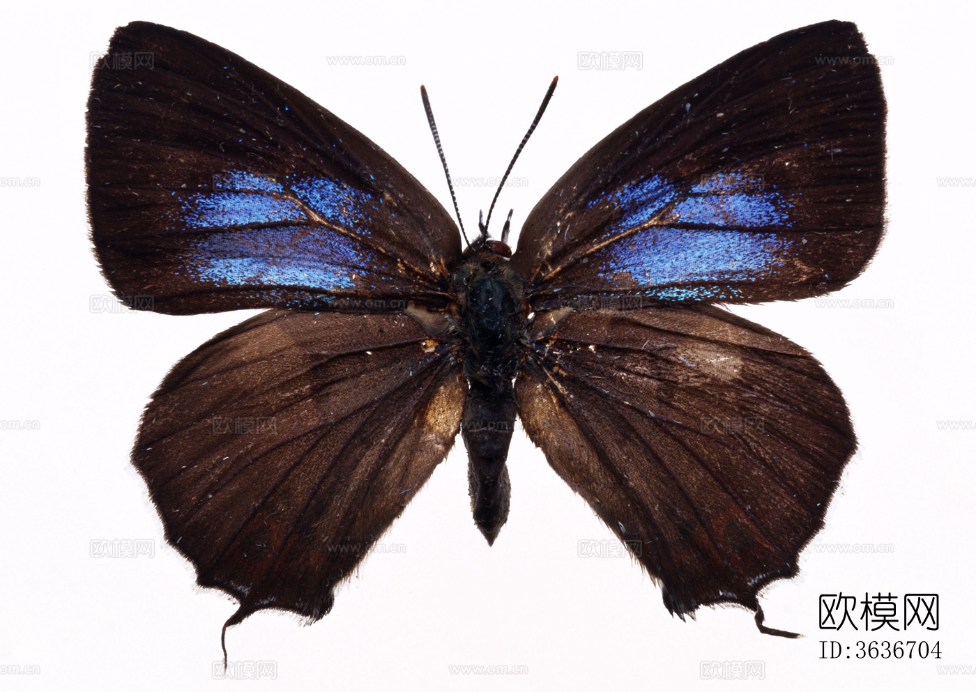 蝴蝶 标本 昆虫标本下载