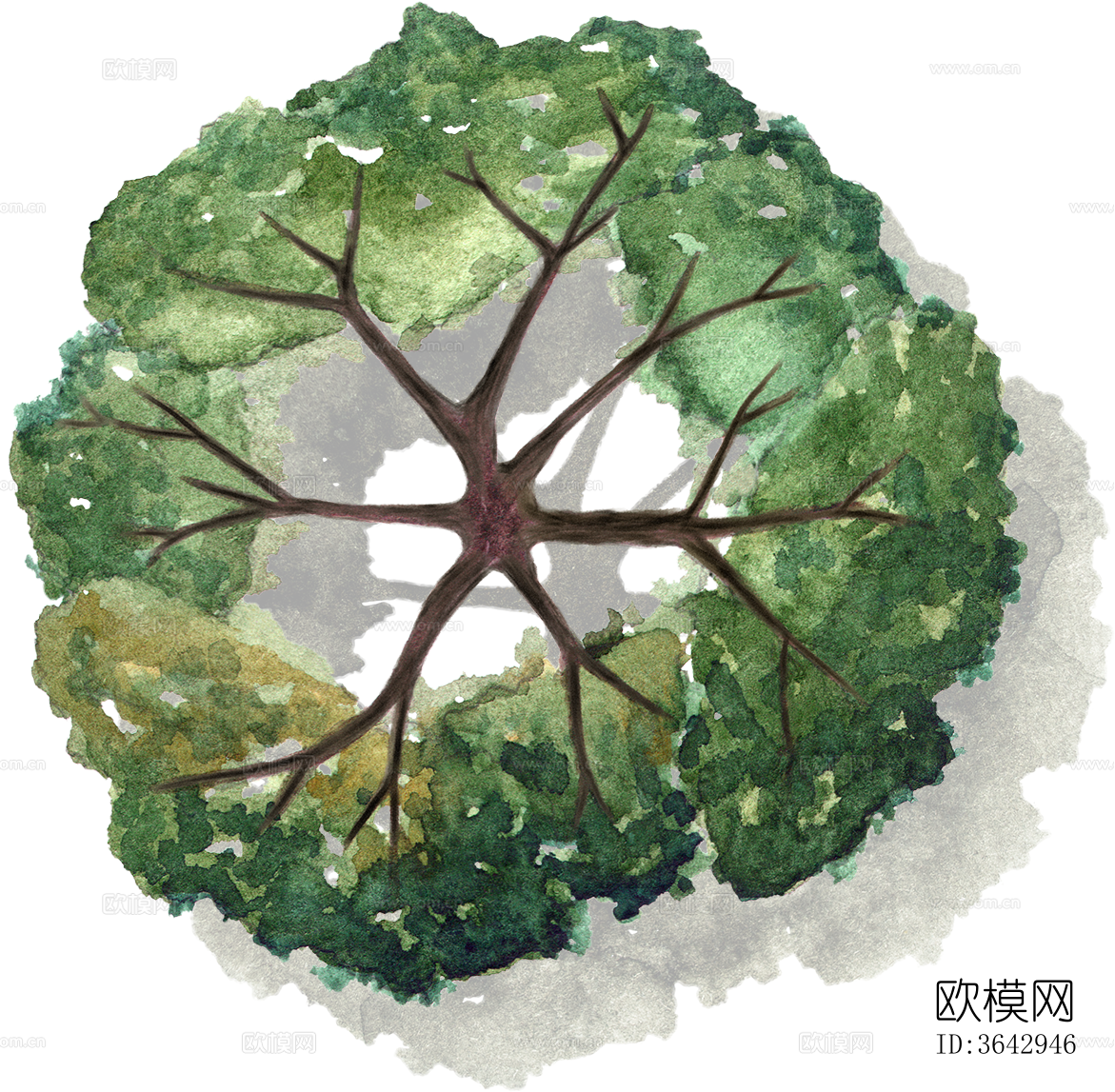 png免抠小清新彩平景观树 景观彩平植物下载