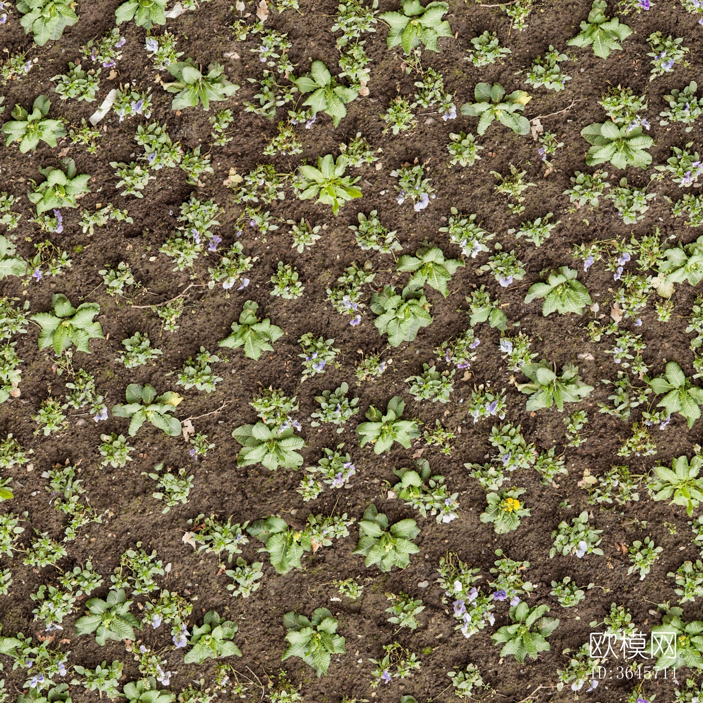 真实草地草皮土壤 嵌草沙土地面下载