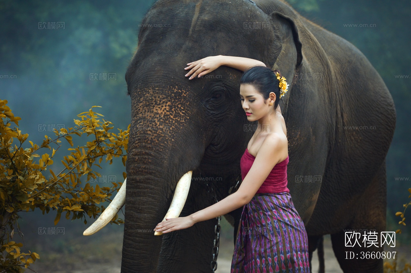大象 野生动物 动物下载