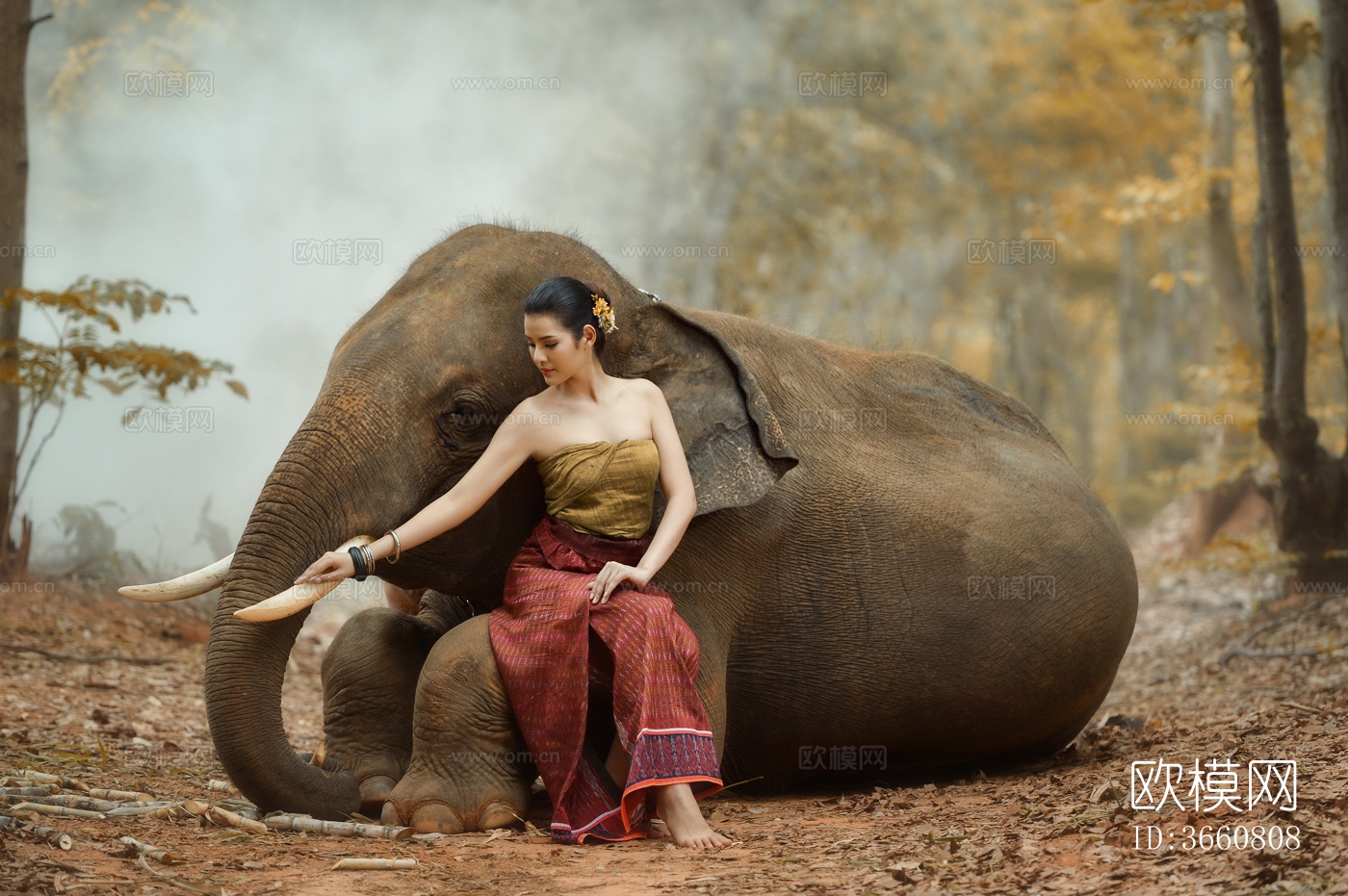 大象 野生动物 动物下载