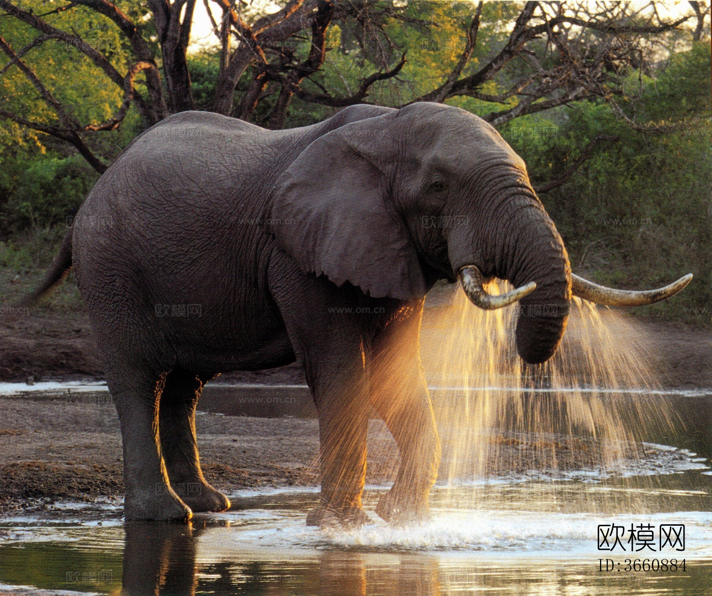 大象 野生动物 动物下载