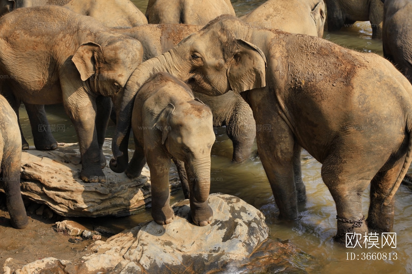 大象 野生动物 动物下载