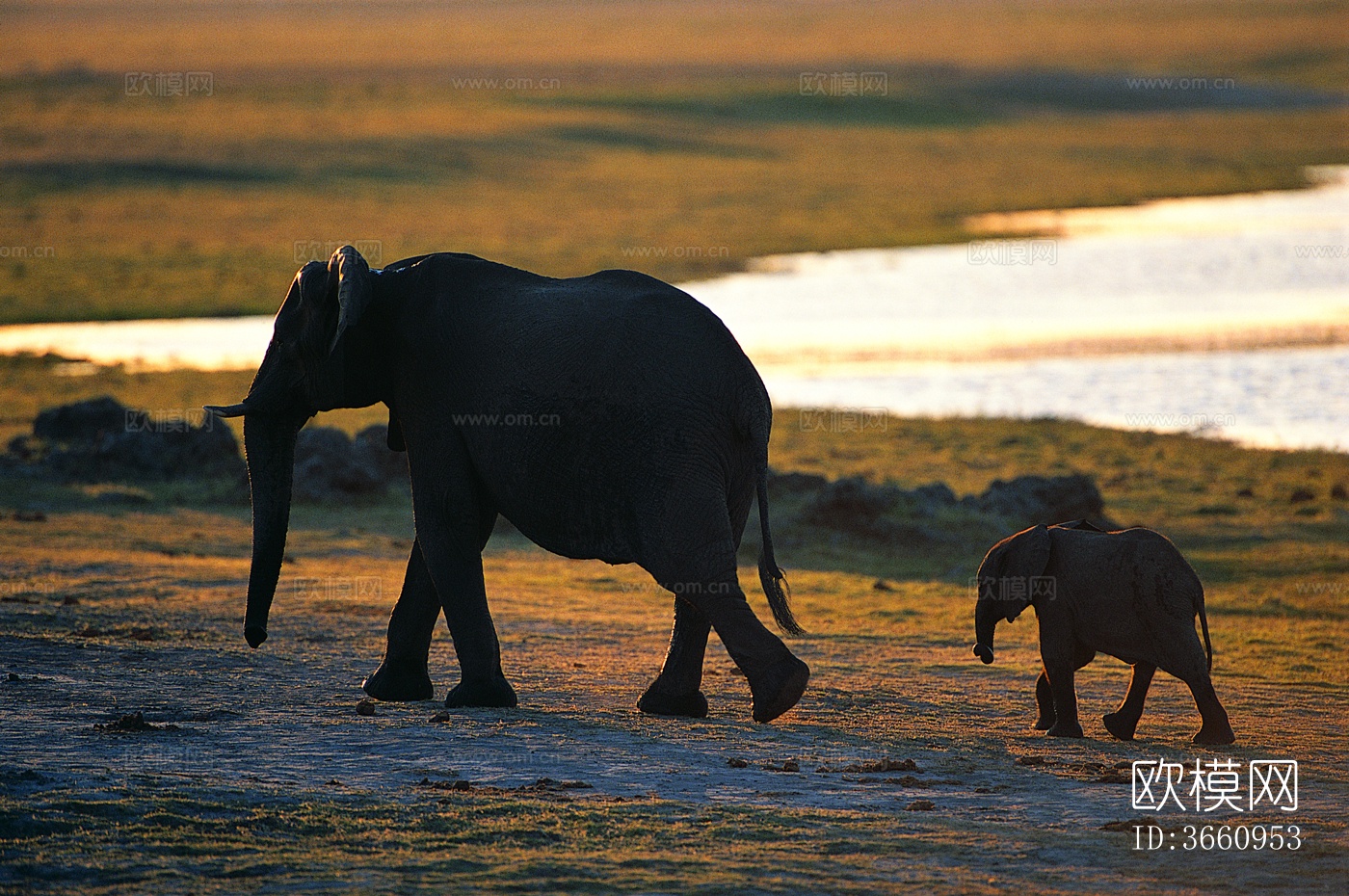 大象 野生动物 动物下载