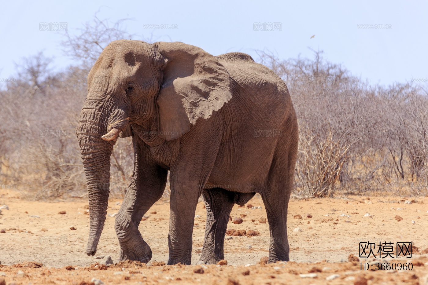 大象 野生动物 动物下载