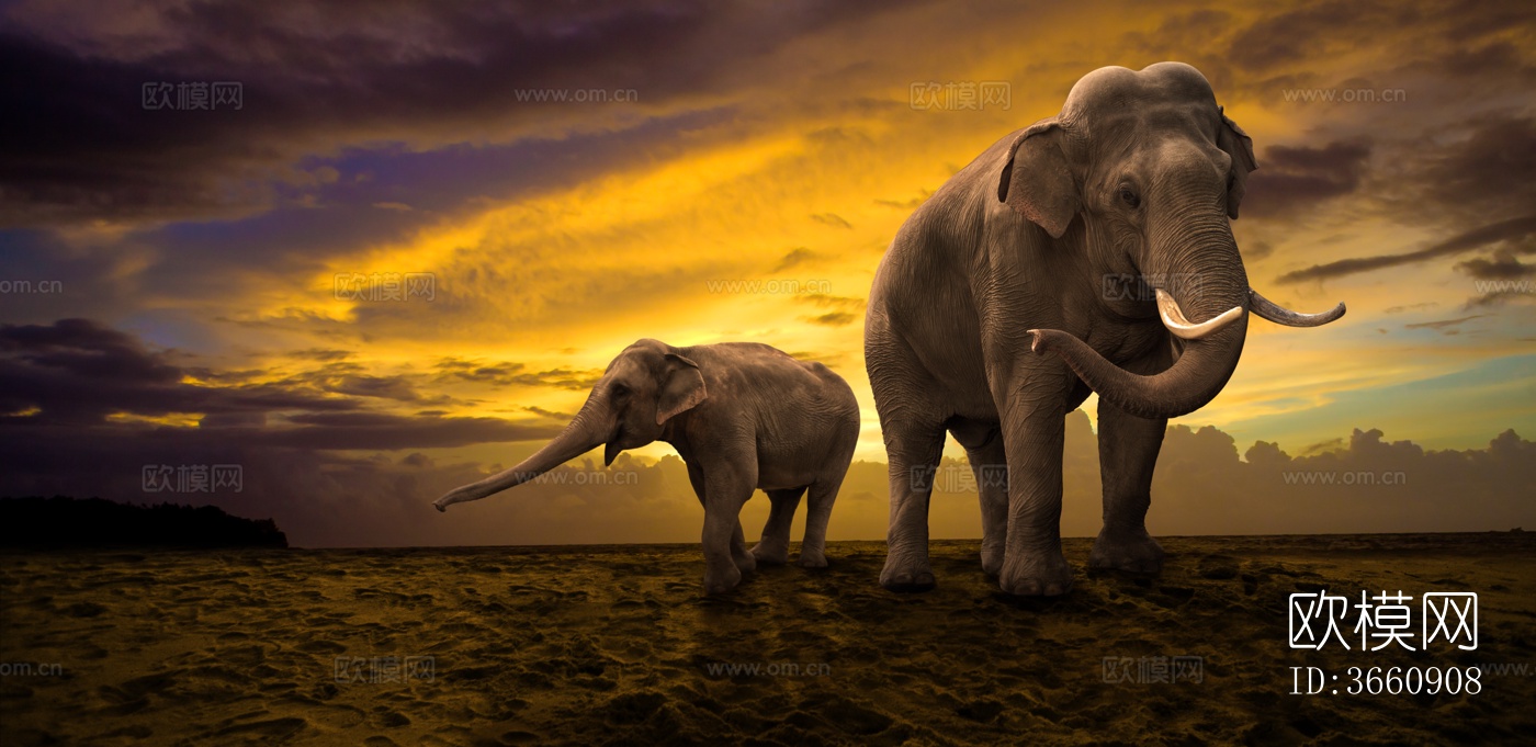 大象 野生动物 动物下载