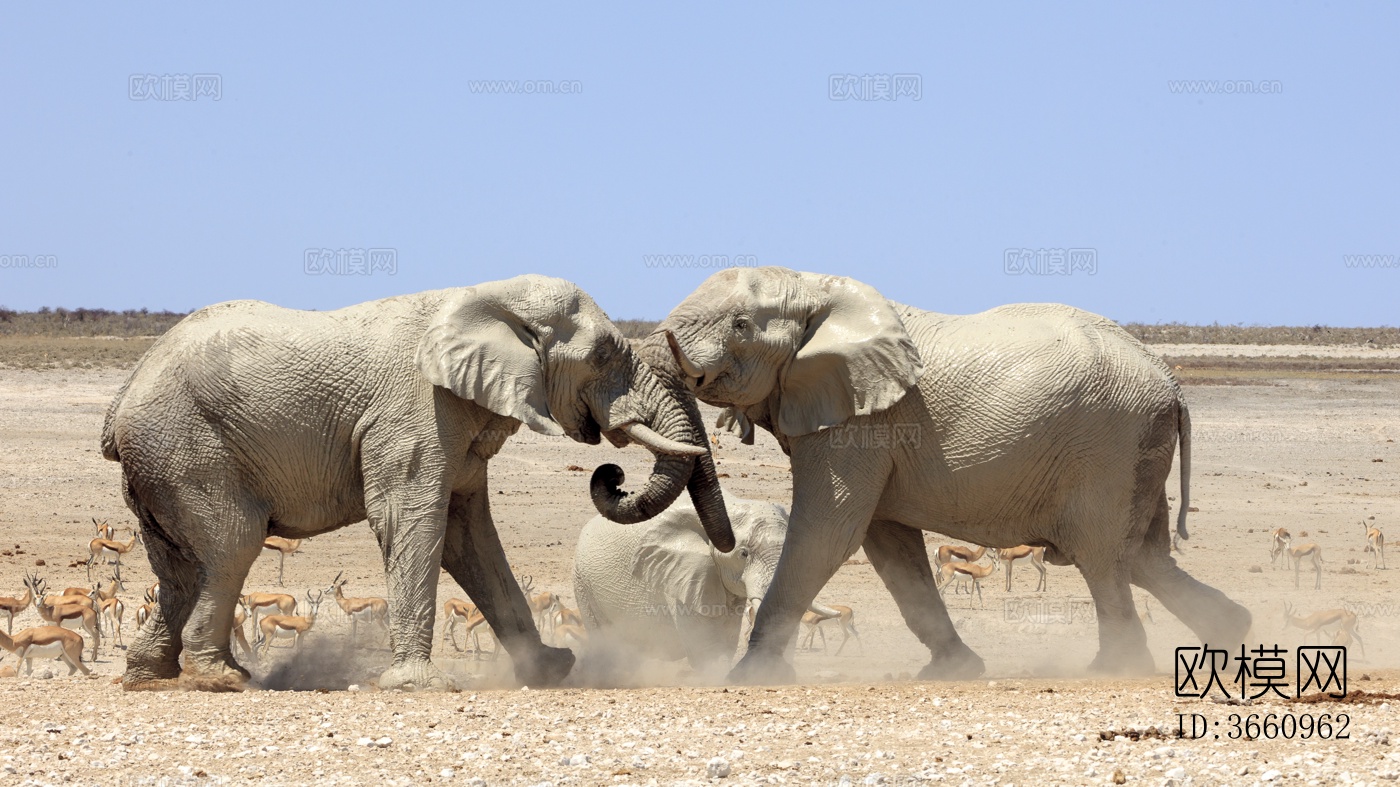 大象 野生动物 动物下载