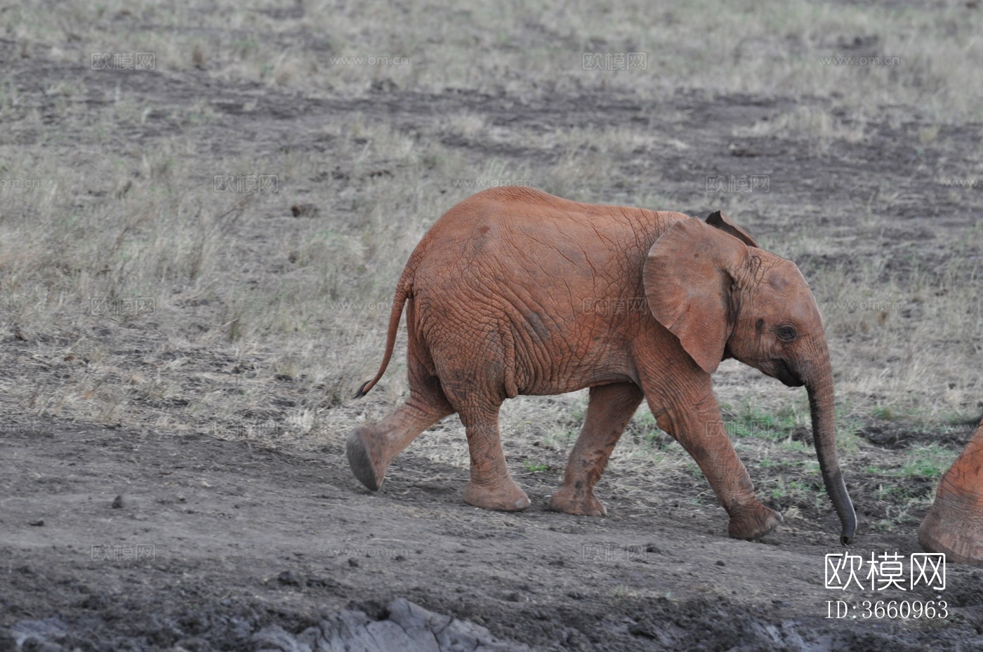 大象 野生动物 动物下载