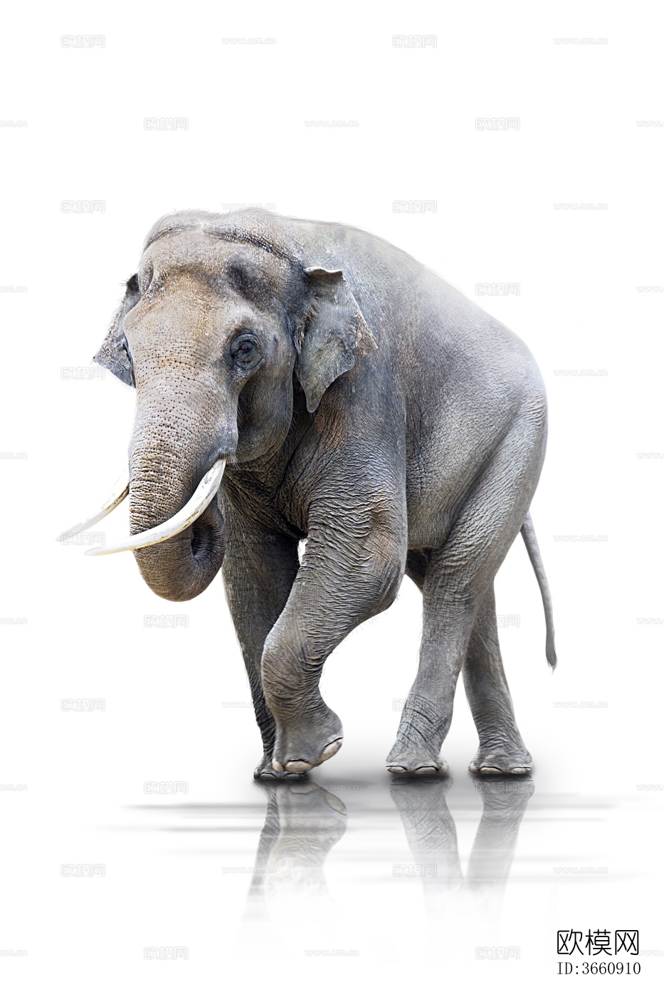大象 野生动物 动物下载