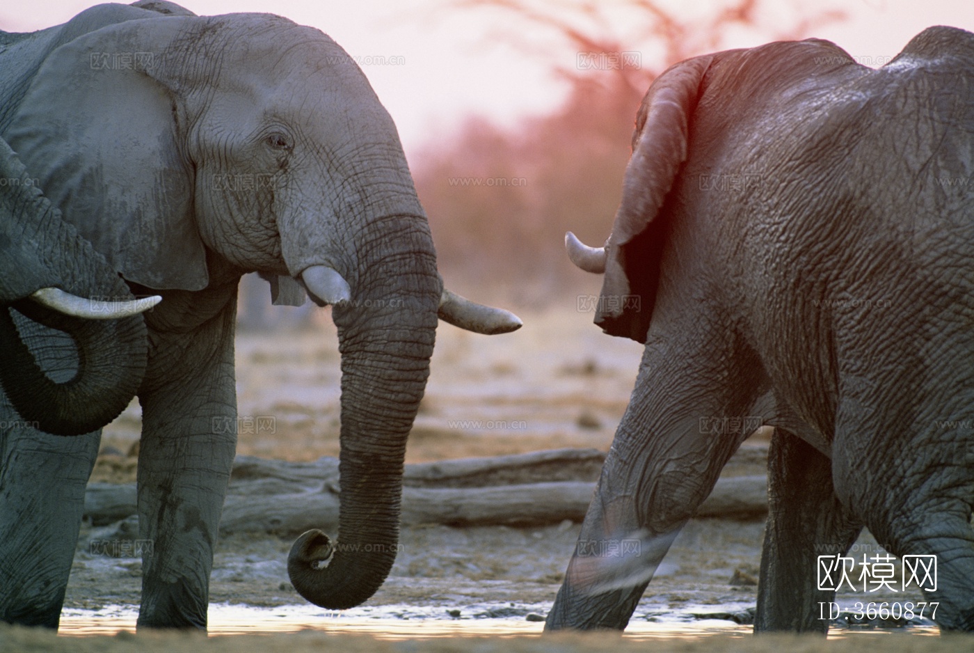 大象 野生动物 动物下载