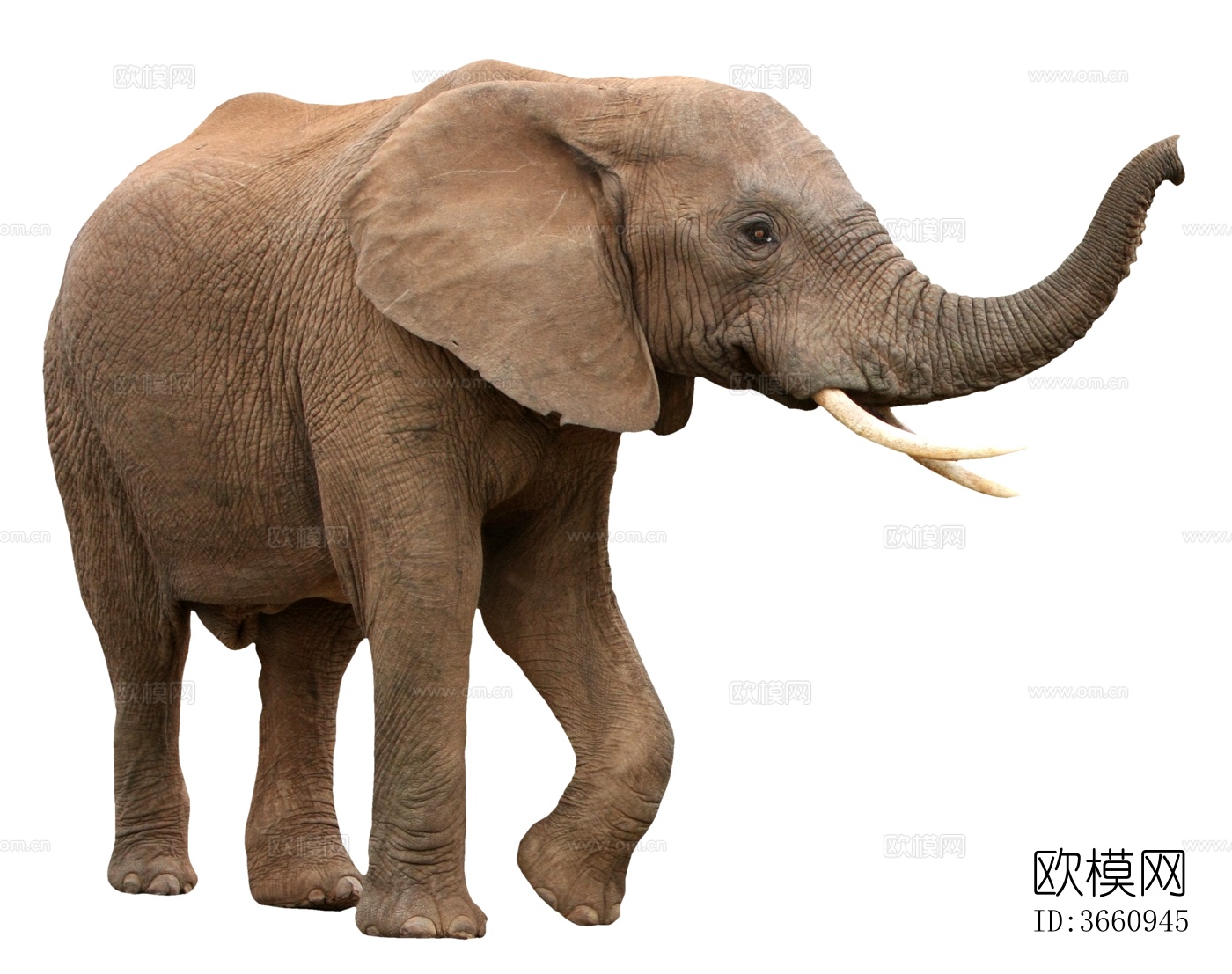 大象 野生动物 动物下载