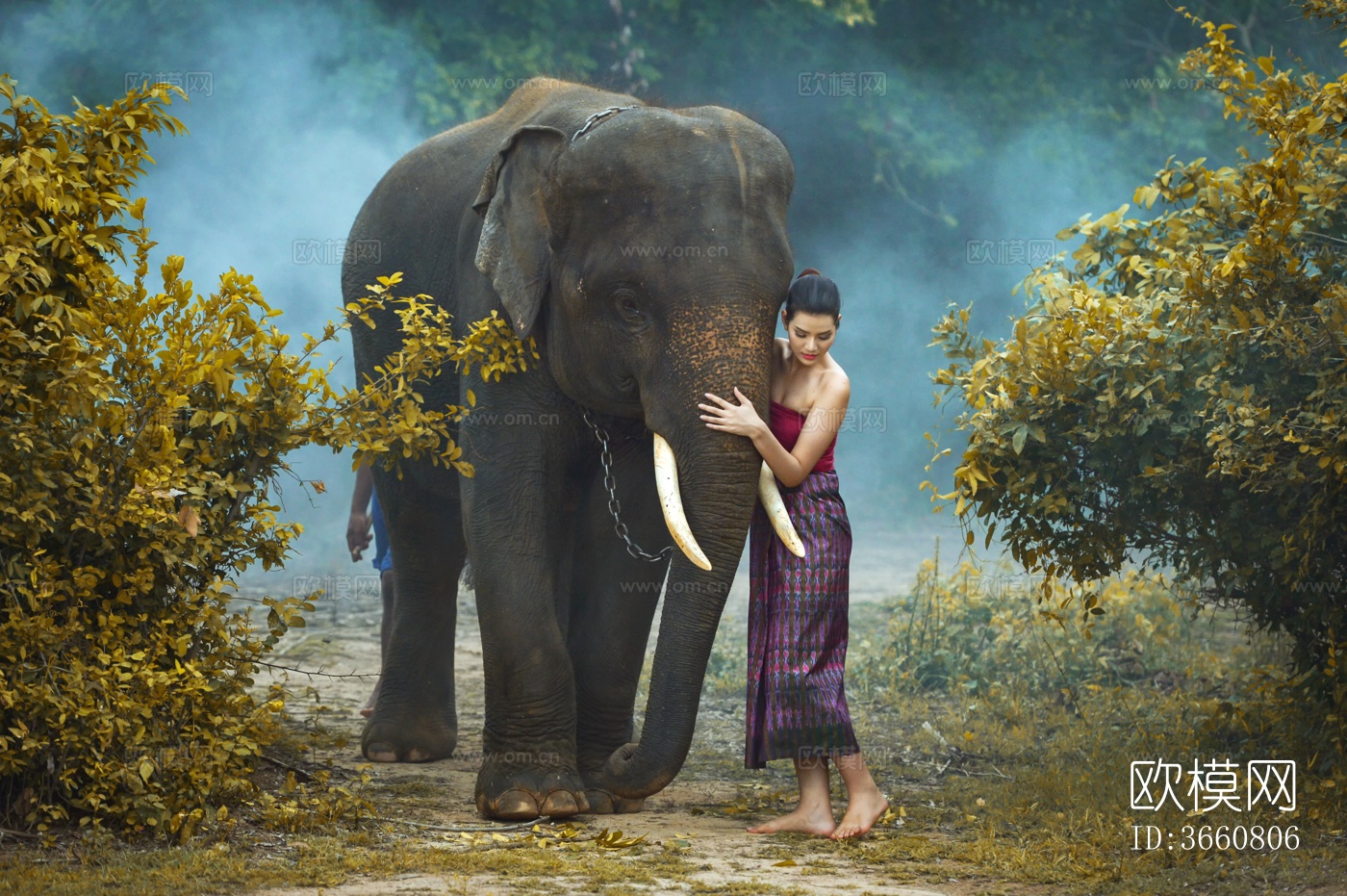 大象 野生动物 动物下载
