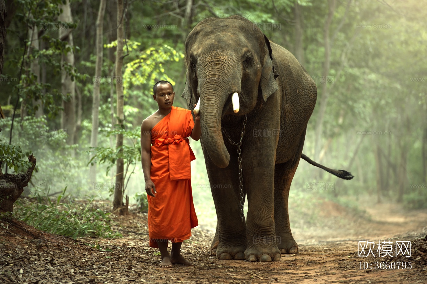 大象 野生动物 动物下载