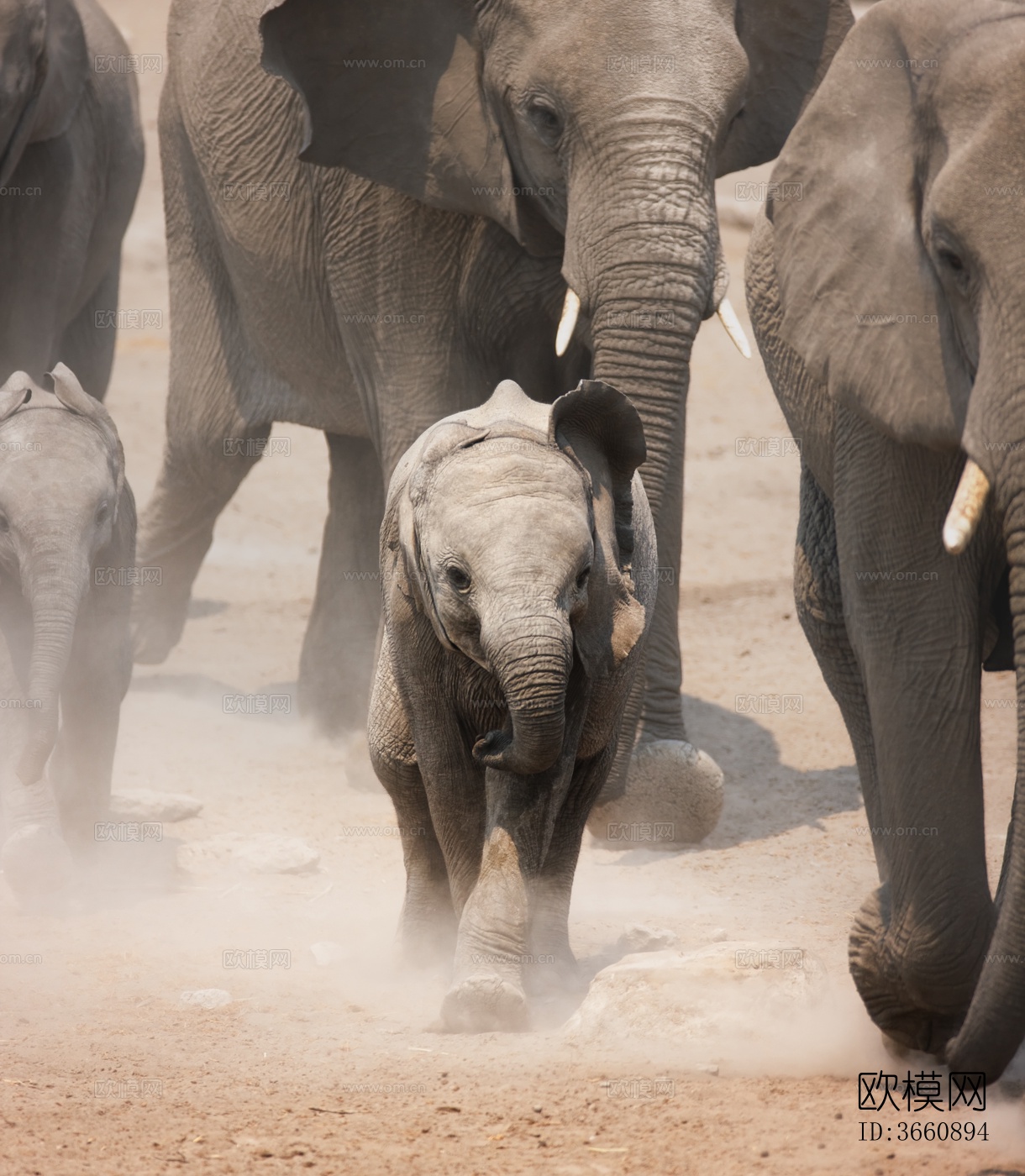 大象 野生动物 动物下载
